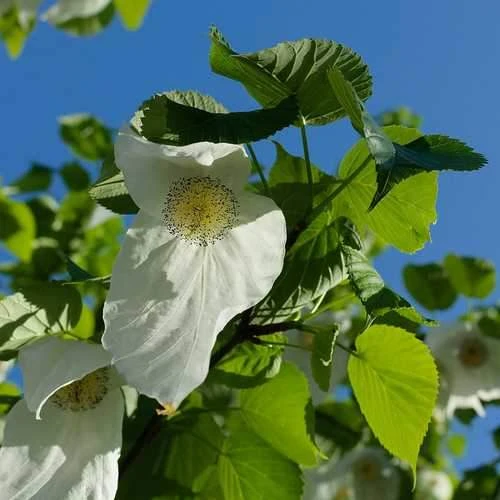 Davidia Involucrata - Handkerchief Tree - Image 3