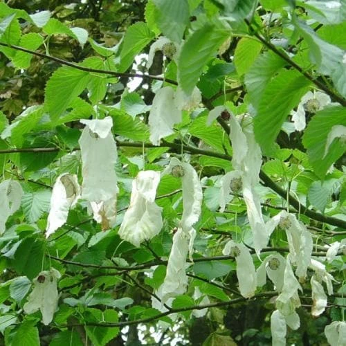 Davidia Involucrata Sonoma - Image 2