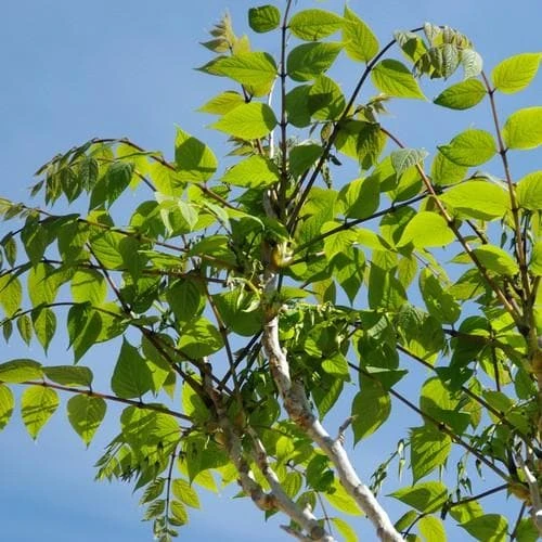 Decaisnea Fargesii - Image 3