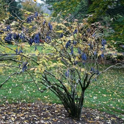 Decaisnea Fargesii - Image 4