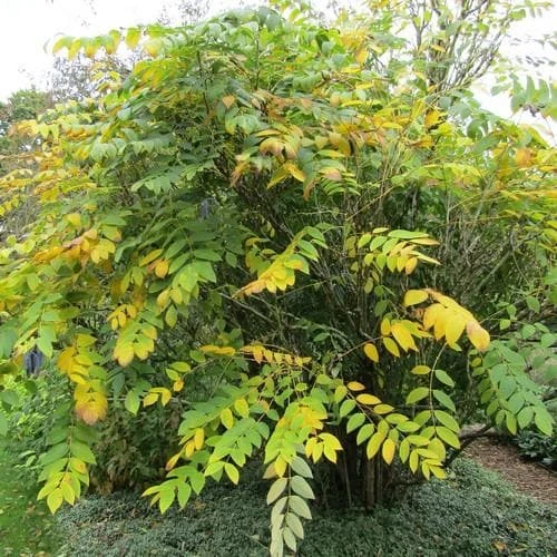 Decaisnea Fargesii - Image 5