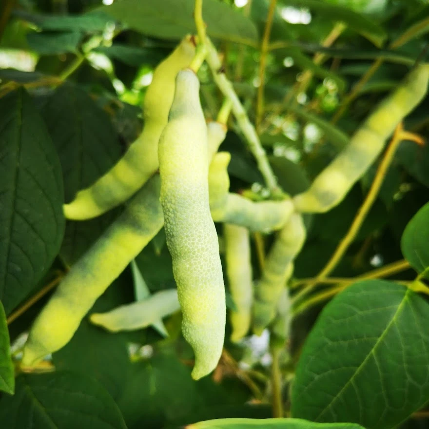 Decaisnea Fargesii - Image 6