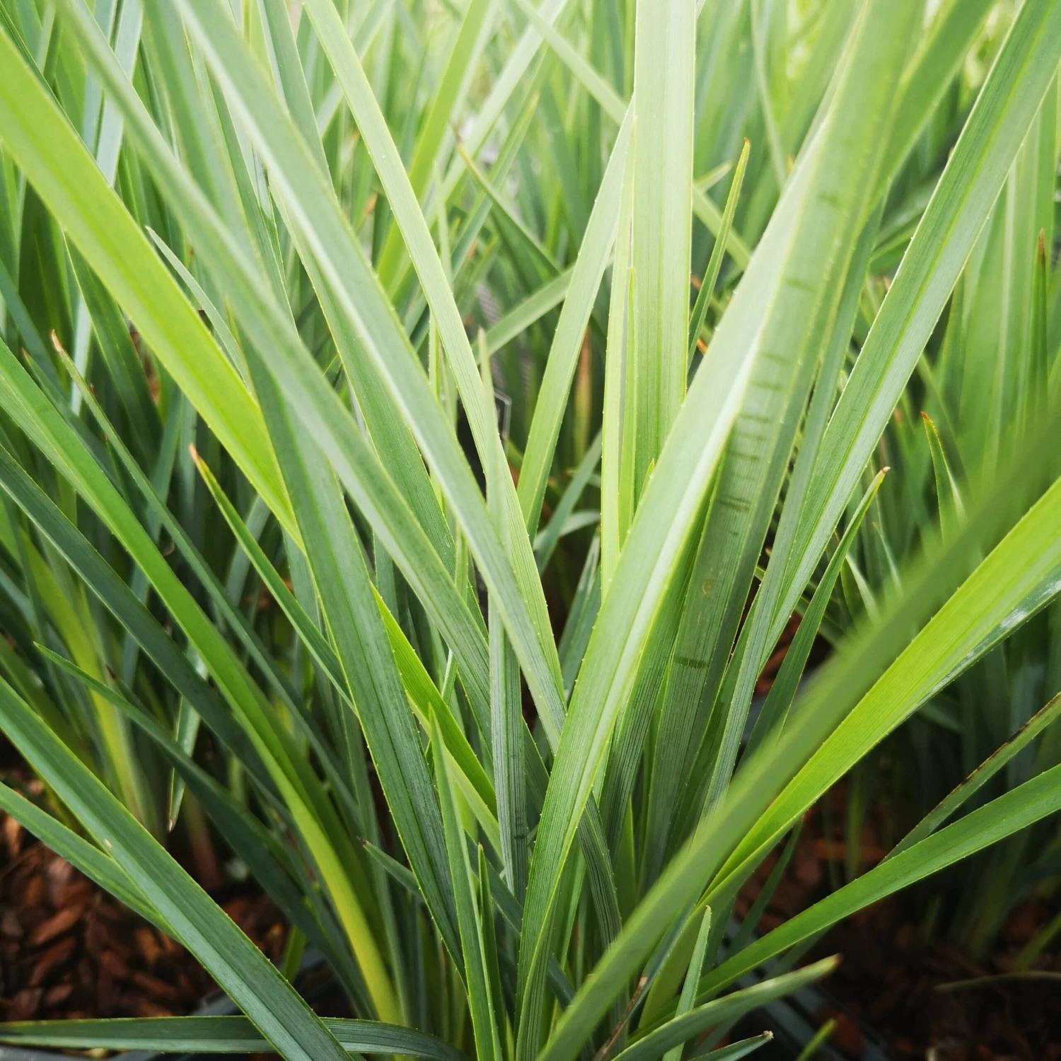 Dianella Revoluta Coolvista - Image 3