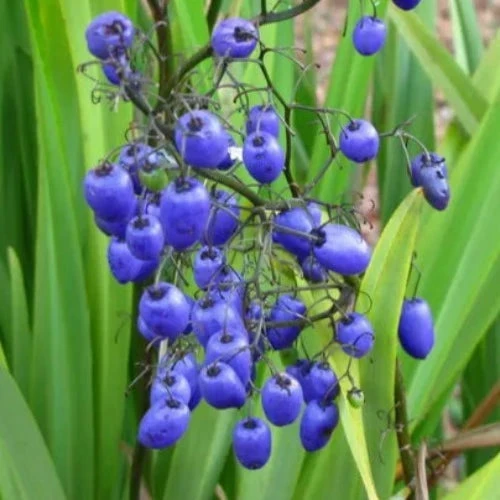 Dianella Revoluta Coolvista - Image 2