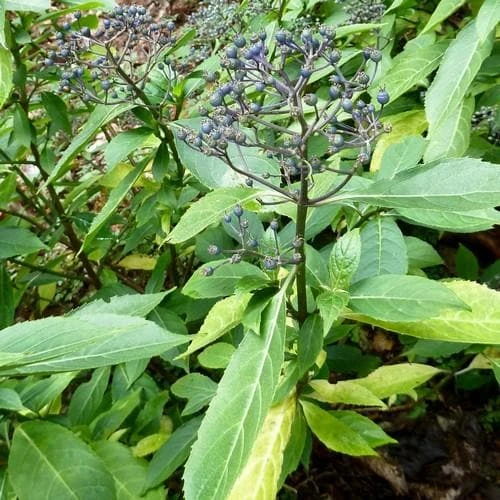 Dichroa Febrifuga - Image 3