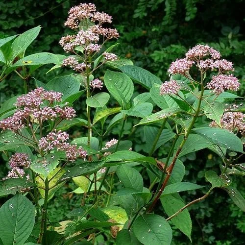 Dichroa Febrifuga - Image 4