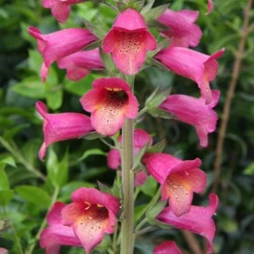 Digitalis X Valinii Illumination Raspberry (Digiplexis)
