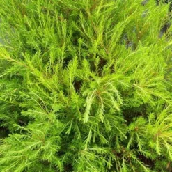 Diosma Ericoides Sunset Gold