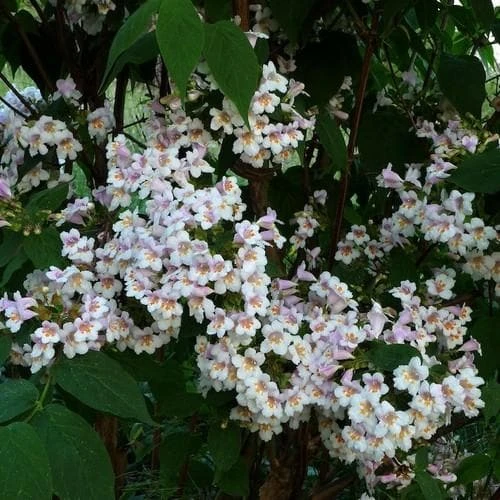 Dipelta Floribunda - Image 2