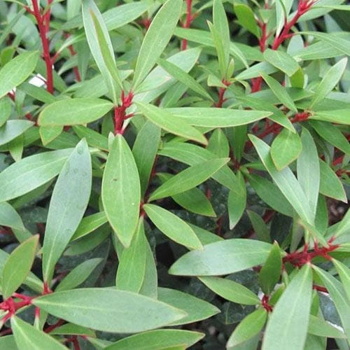 Drimys Aromatica - Image 2