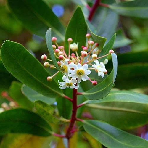 Drimys Aromatica - Image 3