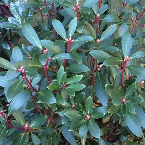 Drimys Aromatica - Image 4