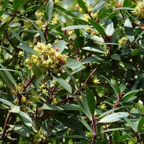 Drimys Aromatica - Image 5