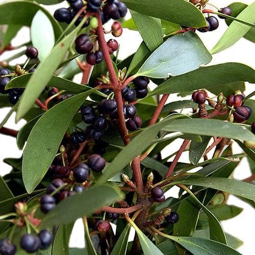 Drimys Aromatica - Image 6