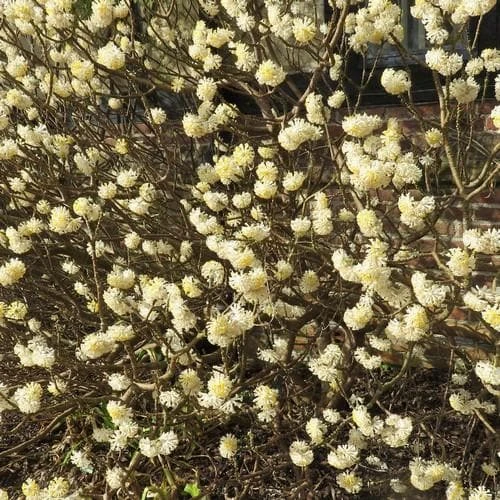 Edgeworthia Chrysantha Grandiflora - Image 3