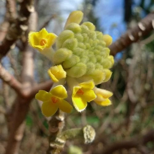 Edgeworthia Chrysantha Grandiflora - Image 2