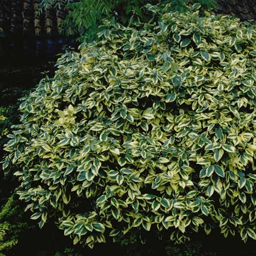 Elaeagnus Pungens Goldrim - Image 2