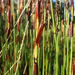 Elegia Elephantina - Large Cape Rush