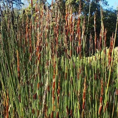 Elegia Elephantina - Large Cape Rush - Image 2