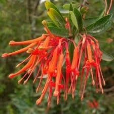 Embothrium Coccineum - Chilean Flame Tree - Image 8