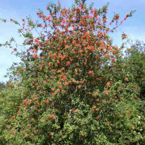 Embothrium Coccineum - Chilean Flame Tree - Image 5
