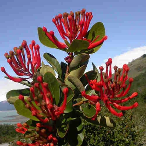 Embothrium Coccineum - Chilean Flame Tree - Image 7