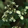 Emmenopteris Henreyi