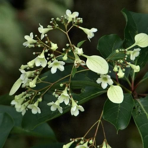 Emmenopteris Henreyi