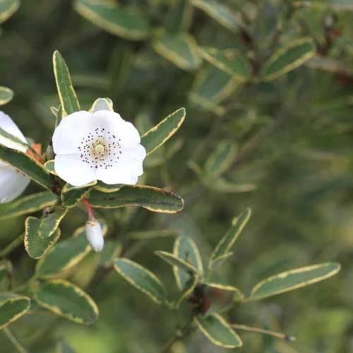 Eucryphia Lucida Gilt Edge - Image 2