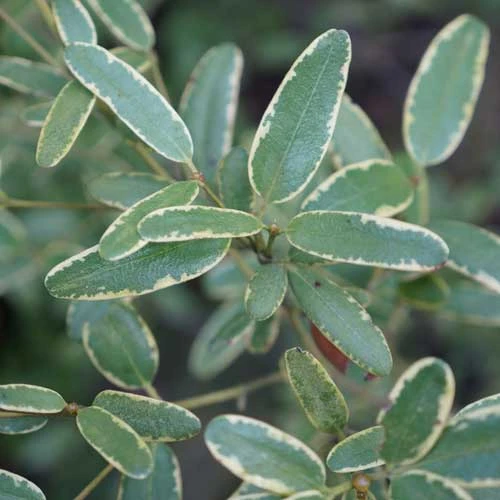 Eucryphia Lucida Gilt Edge - Image 3