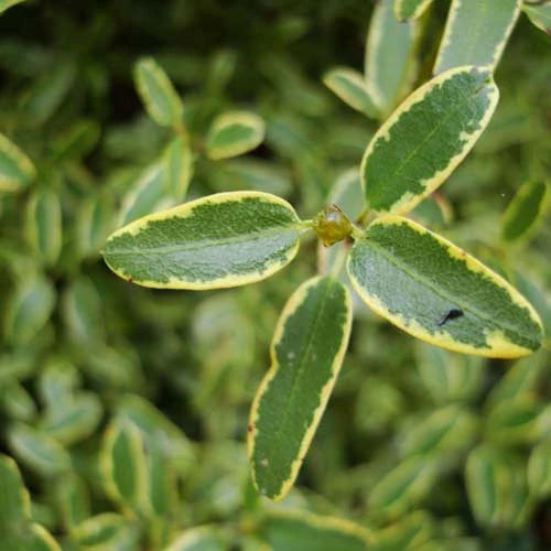 Eucryphia Lucida Gilt Edge - Image 5