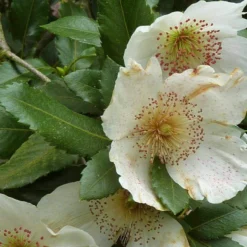 Eucryphia X Nymansensis Nymansay