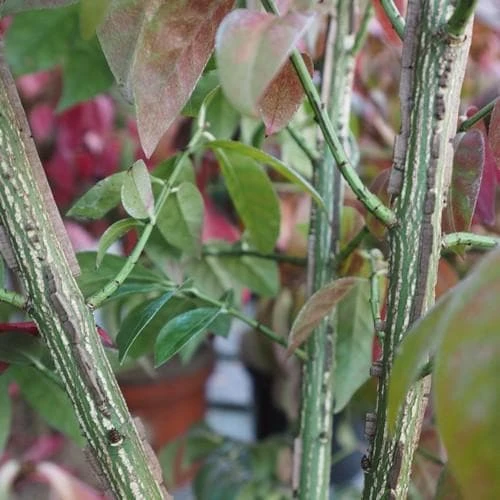 Euonymus Alatus - Image 3