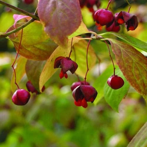 Euonymus Latifolius - Image 5