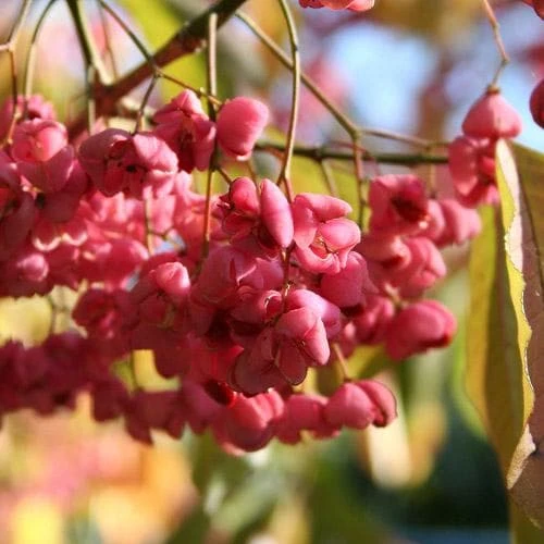 Euonymus Latifolius - Image 7