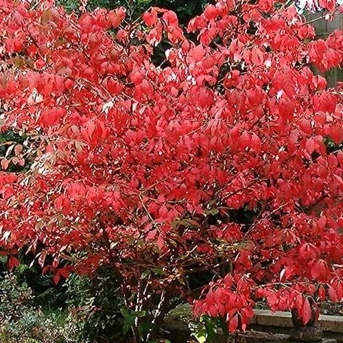 Euonymus Alatus - Image 8