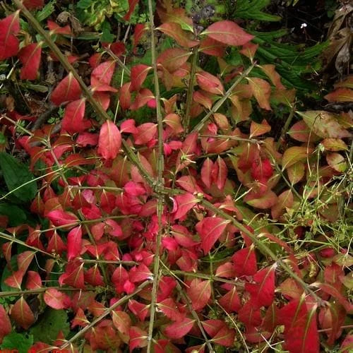 Euonymus Alatus - Image 5