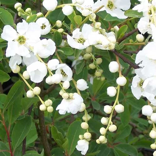 Exochorda Macrantha The Bride - Image 2