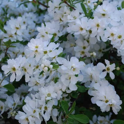 Exochorda Macrantha The Bride - Image 3