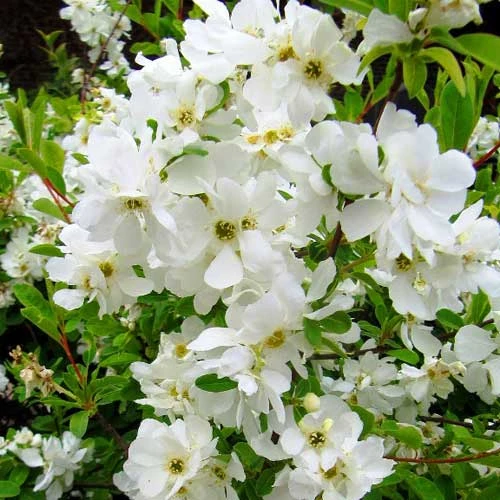 Exochorda Macrantha The Bride - Image 5