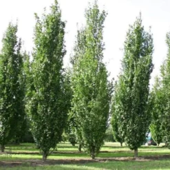 Fagus Sylvatica Dawyck