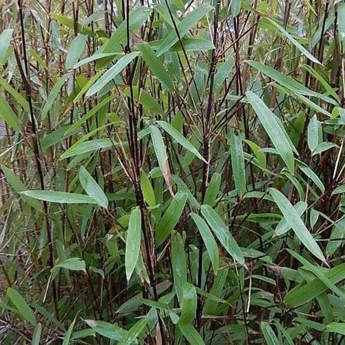 Fargesia Nitida Blackpearl - Image 3