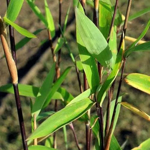 Fargesia Nitida Blackpearl - Image 2