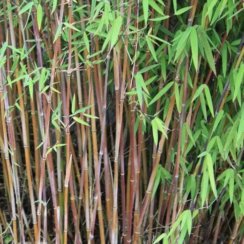 Fargesia Nitida Jiuzhaigou - Image 2