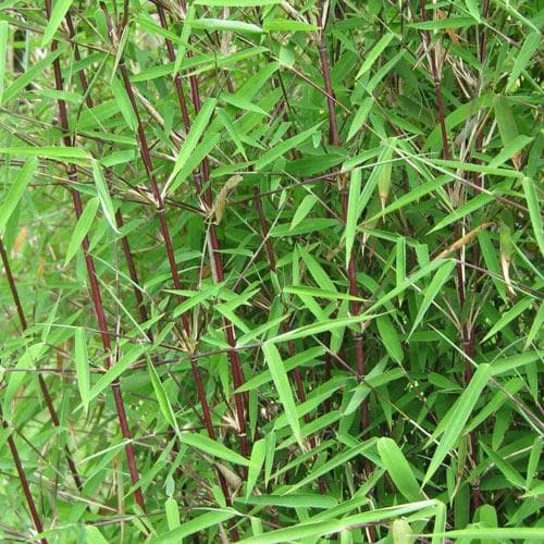 Fargesia Nitida Jiuzhaigou - Image 3