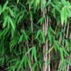Fargesia Nitida Nymphenburg
