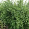 Fargesia Nitida Winter Joy