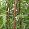 Fargesia Nitida Pillar