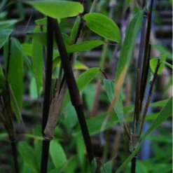 Fargesia Murielae Vampire