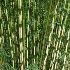 Fargesia Robusta Pingwu